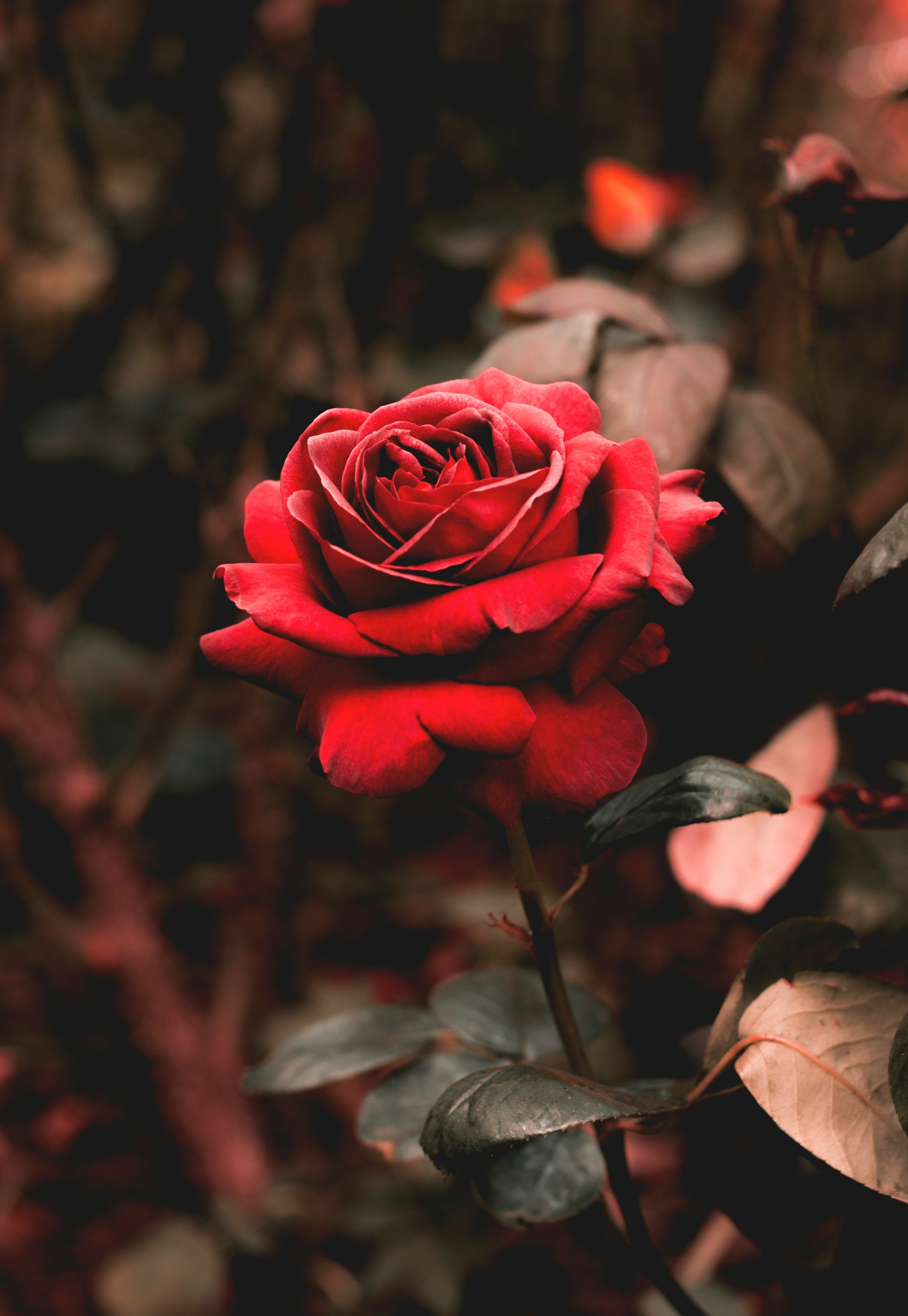 Single Signature Rose